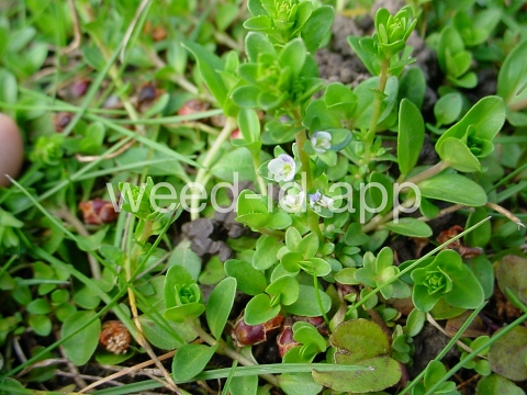 speedwell, thymeleaf